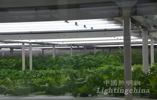 关于中国植物照明发展的几点思考